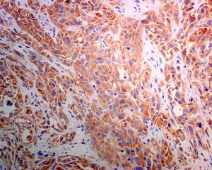 Immunohistochemistry (Formalin/PFA-fixed paraffin-embedded sections) - Anti-HOOK2 antibody [EPR8673] (AB133691)