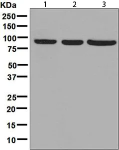 Western blot - Anti-HOOK2 antibody [EPR8673] - BSA and Azide free (AB248621)
