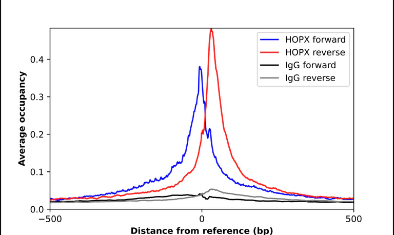 ChIP - Anti-HOPX Antibody (AB327219)