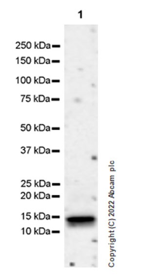 Anti-HOPX/HOD antibody [EPR27315-13] 20 ul size (ab307670) | Abcam