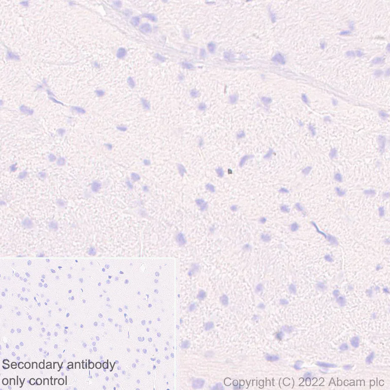 Immunohistochemistry (Formalin/PFA-fixed paraffin-embedded sections) - Anti-HORMAD1 antibody [EPR27316-24] - BSA and Azide free (AB307425)