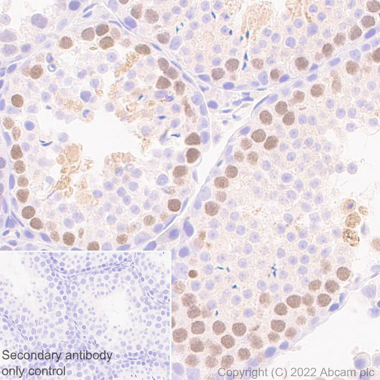 Immunohistochemistry (Formalin/PFA-fixed paraffin-embedded sections) - Anti-HORMAD1 antibody [EPR27316-24] - BSA and Azide free (AB307425)