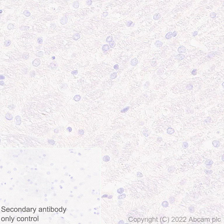 Immunohistochemistry (Formalin/PFA-fixed paraffin-embedded sections) - Anti-HORMAD1 antibody [EPR27316-24] - BSA and Azide free (AB307425)