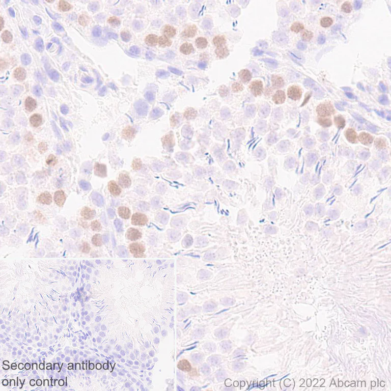 Immunohistochemistry (Formalin/PFA-fixed paraffin-embedded sections) - Anti-HORMAD1 antibody [EPR27316-24] - BSA and Azide free (AB307425)