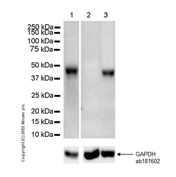 Western blot - Anti-HORMAD1 antibody [EPR27316-24] - BSA and Azide free (AB307425), expandable thumbnail