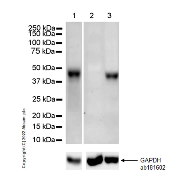 Western blot - Anti-HORMAD1 antibody [EPR27316-24] - BSA and Azide free (AB307425)