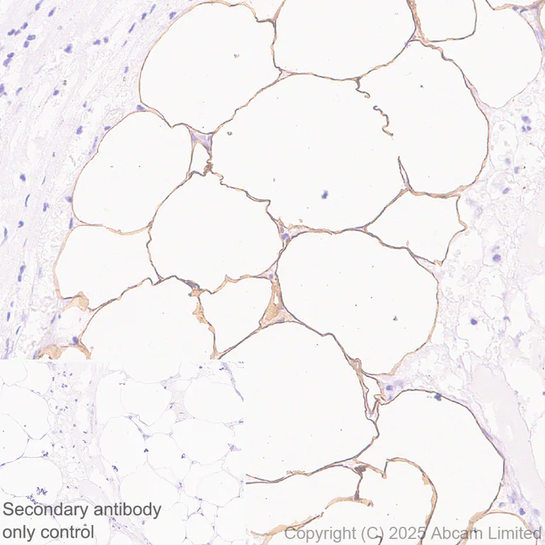 Immunohistochemistry (Formalin/PFA-fixed paraffin-embedded sections) - Anti-Hormone sensitive lipase/HSL antibody [EPR27268-59] (AB325336)