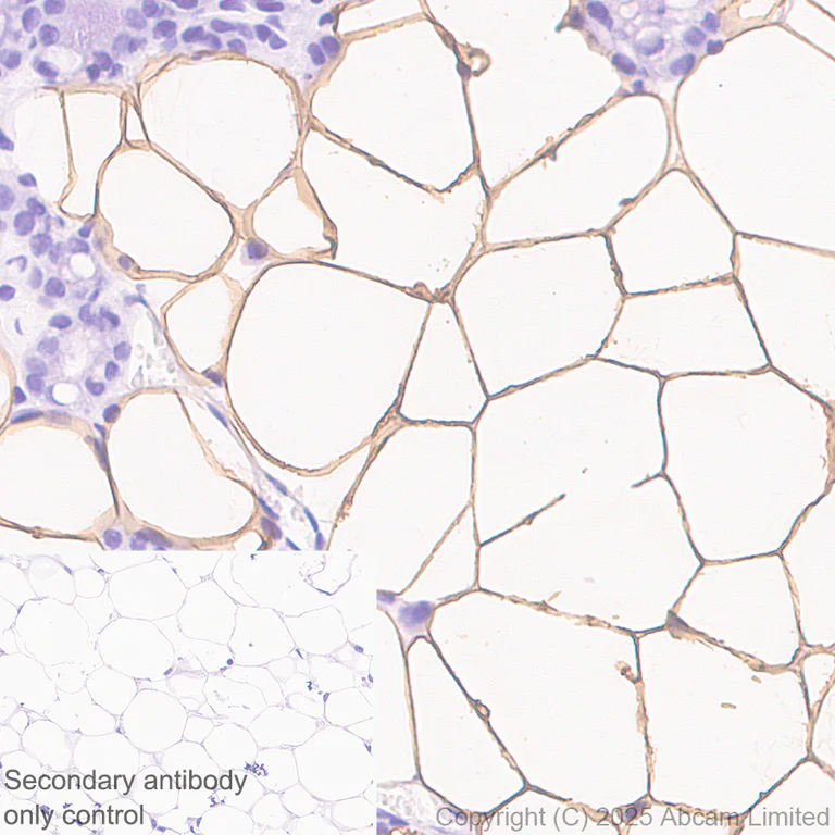 Immunohistochemistry (Formalin/PFA-fixed paraffin-embedded sections) - Anti-Hormone sensitive lipase/HSL antibody [EPR27268-59] - BSA and Azide free (AB325348)