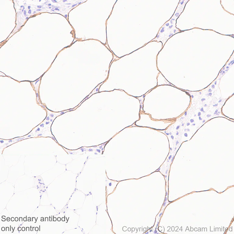 Immunohistochemistry (Formalin/PFA-fixed paraffin-embedded sections) - Anti-Hormone sensitive lipase/HSL antibody [EPR27268-74] - BSA and Azide free (AB324788)