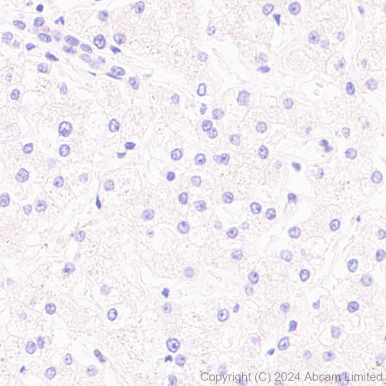 Immunohistochemistry (Formalin/PFA-fixed paraffin-embedded sections) - Anti-Hormone sensitive lipase/HSL antibody [EPR27268-74] - BSA and Azide free (AB324788)