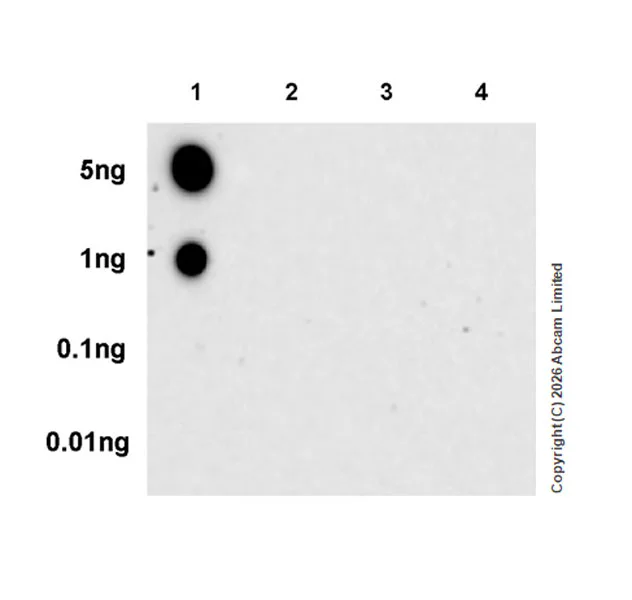 Dot Blot - Anti-Hormone sensitive lipase/HSL (phospho S660) antibody [EPR30648-593] (AB326331)