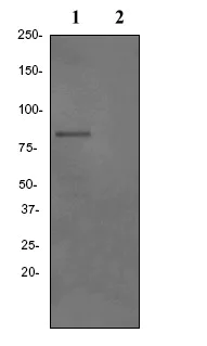 Western blot - Anti-Hormone sensitive lipase/HSL (phospho S855) antibody [EPR2330] - BSA and Azide free (AB247479)