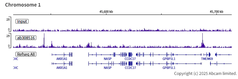 ChIP-sequencing - Anti-HOXA10 antibody [EPR27317-76] (AB308516)