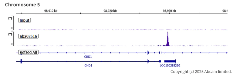 ChIP-sequencing - Anti-HOXA10 antibody [EPR27317-76] (AB308516)