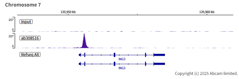 ChIP-sequencing - Anti-HOXA10 antibody [EPR27317-76] (AB308516)