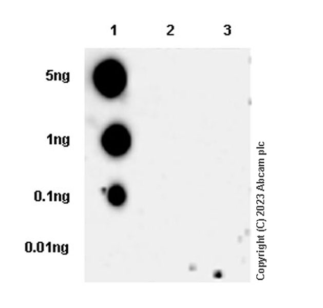 Dot Blot - Anti-HOXA10 antibody [EPR27317-76] (AB308516), expandable thumbnail