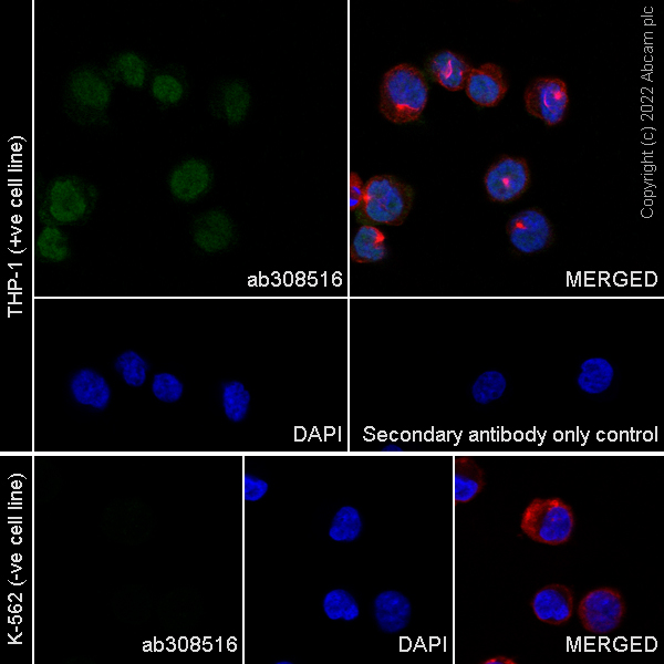 Immunocytochemistry/ Immunofluorescence - Anti-HOXA10 antibody [EPR27317-76] (ab308516), expandable thumbnail