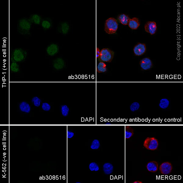 Immunocytochemistry/ Immunofluorescence - Anti-HOXA10 antibody [EPR27317-76] (AB308516)