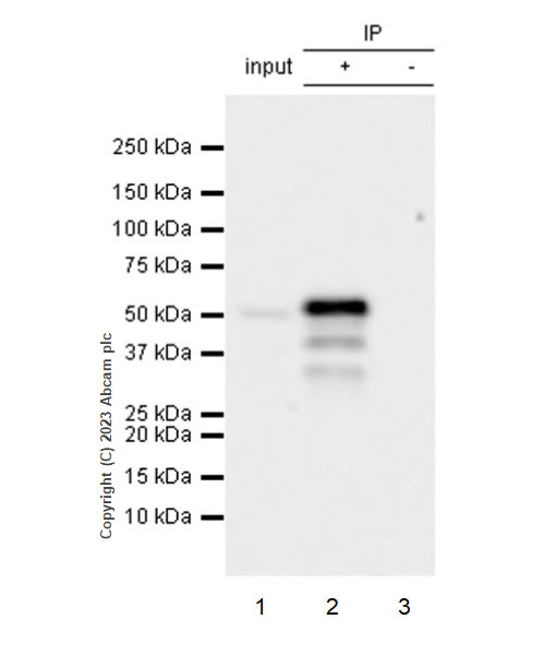 Immunoprecipitation - Anti-HOXA10 antibody [EPR27317-76] (AB308516), expandable thumbnail