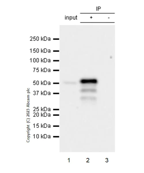 Immunoprecipitation - Anti-HOXA10 antibody [EPR27317-76] (AB308516)