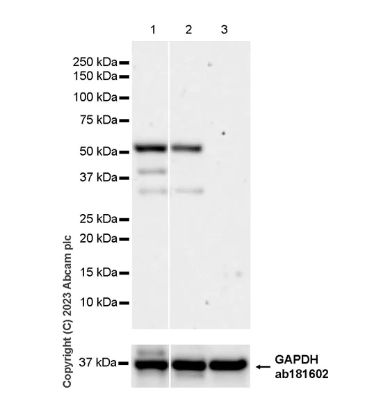 Western blot - Anti-HOXA10 antibody [EPR27317-76] (AB308516)