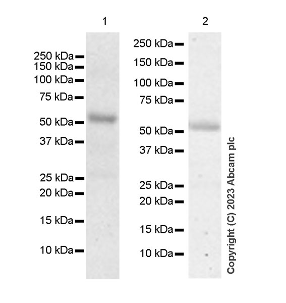 Western blot - Anti-HOXA10 antibody [EPR27317-76] (AB308516), expandable thumbnail