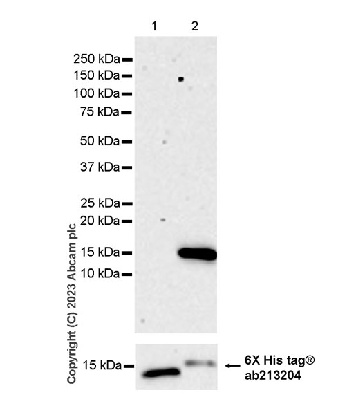 Western blot - Anti-HOXA10 antibody [EPR27317-76] (AB308516), expandable thumbnail