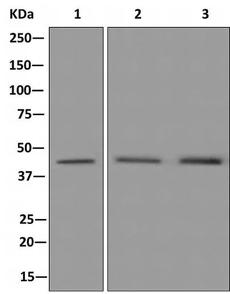 Western blot - Anti-HOXA13 antibody [EPR10357] - BSA and Azide free (AB249701)
