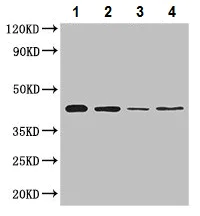 Western blot - Anti-HOXA2 antibody (AB229960)