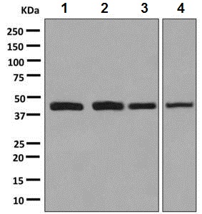 Western blot - Anti-HOXA5 antibody [EPR2825(2)] (AB140636)