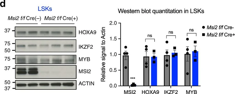 Western blot - Anti-HOXA9 antibody [EPR3655(2)] (AB140631)