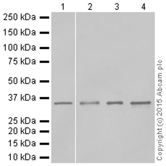 Anti-HOXA9 antibody [EPR3655(2)]