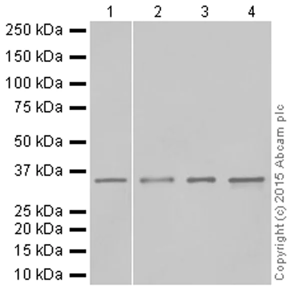 Western blot - Anti-HOXA9 antibody [EPR3655(2)] (AB140631)