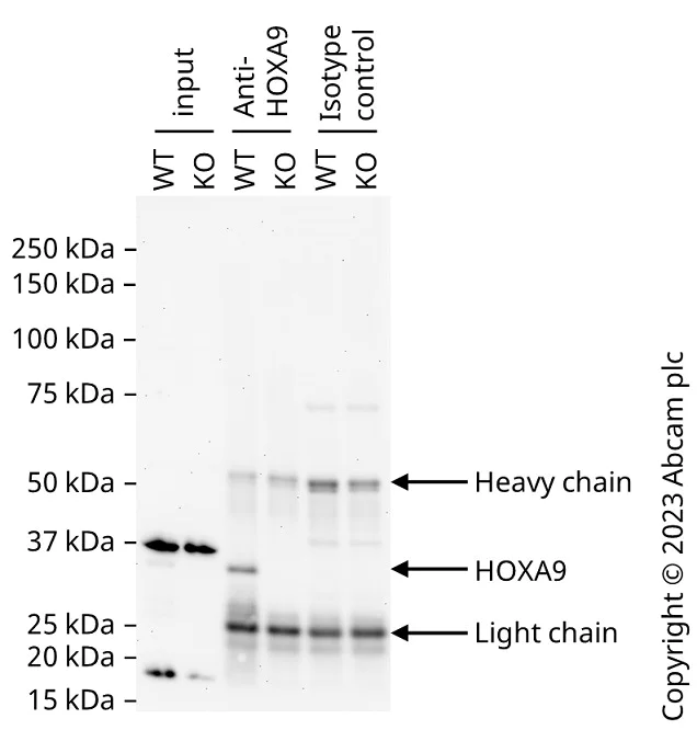 Immunoprecipitation - Anti-HOXA9 antibody [EPR3655(2)] - BSA and Azide free (AB248915)