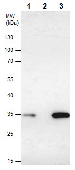 Immunoprecipitation - Anti-HOXB13 antibody (AB227879)