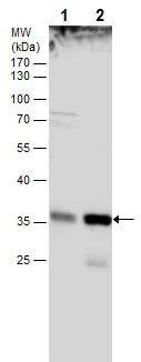 Western blot - Anti-HOXB13 antibody (AB227879)