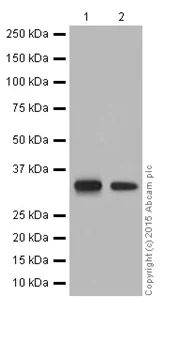 Western blot - Anti-HOXB13 antibody [EPR17371] (AB201682)
