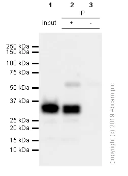 Immunoprecipitation - Anti-HOXB13 antibody [EPR17371] - BSA and Azide free (AB251350)
