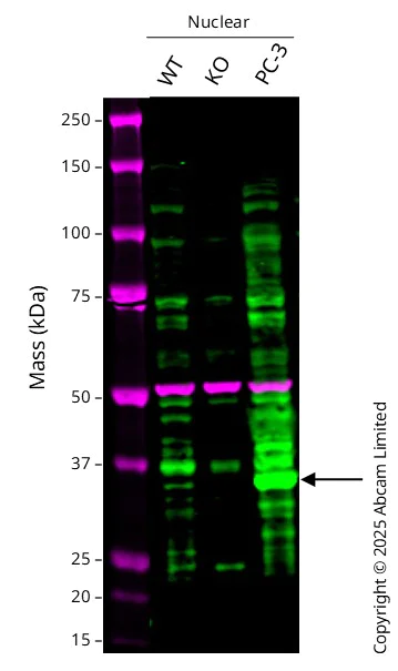 Western blot - Anti-HOXB13 antibody [EPR17371] - BSA and Azide free (AB251350)