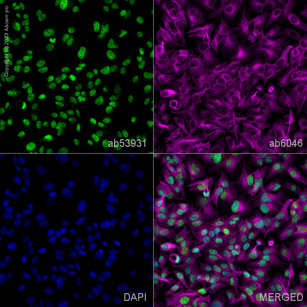 Immunocytochemistry/ Immunofluorescence - Anti-HOXB13 antibody [mAbcam53931] (AB53931), expandable thumbnail