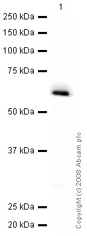 Western blot - Anti-HOXB13 antibody [mAbcam53931] (AB53931), expandable thumbnail