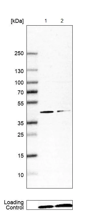 Western blot - Anti-HOXB2 antibody (AB220390)