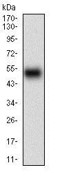 Western blot - Anti-HOXB4 antibody [3A2F2] (AB201957)