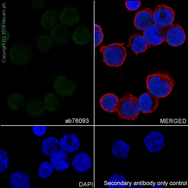 Anti-HOXB4 antibody [EP1919Y] (ab76093) | Abcam
