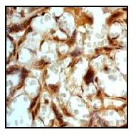 Immunohistochemistry (Formalin/PFA-fixed paraffin-embedded sections) - Anti-HOXB4 antibody [EP1919Y] (AB76093)