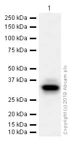 Western blot - Anti-HOXB4 antibody [EP1919Y] (AB76093)