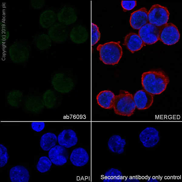Immunocytochemistry/ Immunofluorescence - Anti-HOXB4 antibody [EP1919Y] - BSA and Azide free (AB247433)