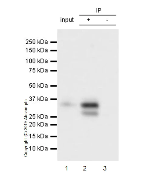 Immunoprecipitation - Anti-HOXB4 antibody [EP1919Y] - BSA and Azide free (AB247433)