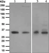 Western blot - Anti-HOXB4 antibody [EPR1917] (AB133521)