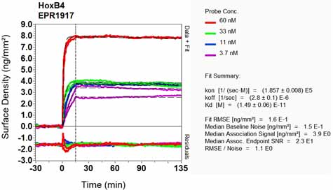 OI-RD Scanning - Anti-HOXB4 antibody [EPR1917] - BSA and Azide free (AB232019), expandable thumbnail